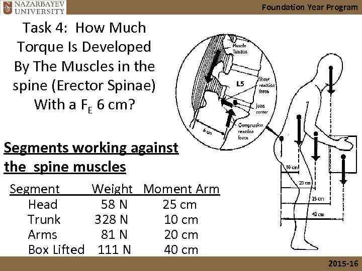 Foundation Year Program Task 4: How Much Torque Is Developed By The Muscles in