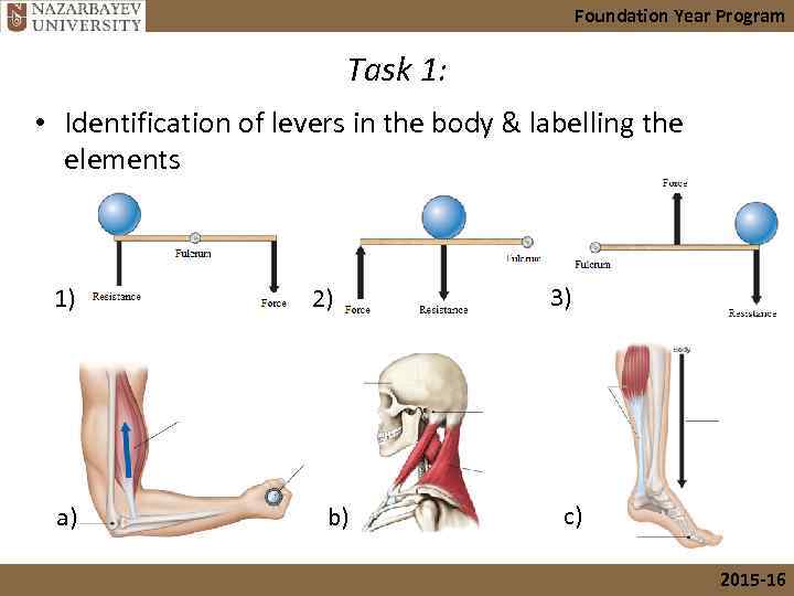 Foundation Year Program Task 1: • Identification of levers in the body & labelling