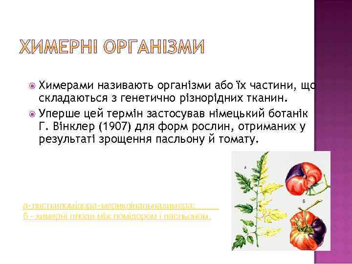 Химерами називають організми або їх частини, що складаються з генетично різнорідних тканин. Уперше цей