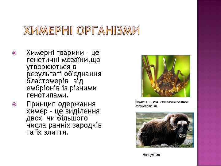  Химерні тварини – це генетичні мозаїки, що утворюються в результаті об'єднання бластомерів від