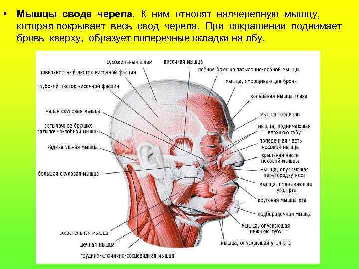  • Мышцы свода черепа. К ним относят надчерепную мышцу, которая покрывает весь свод