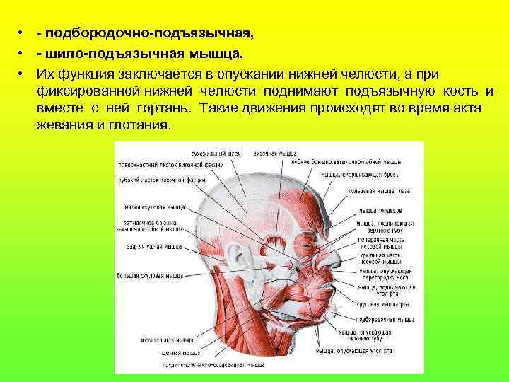  • - подбородочно-подъязычная, • - шило-подъязычная мышца. • Их функция заключается в опускании