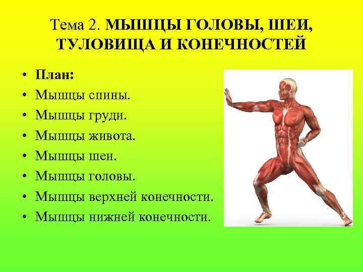 Тема 2. МЫШЦЫ ГОЛОВЫ, ШЕИ, ТУЛОВИЩА И КОНЕЧНОСТЕЙ • • План: Мышцы спины. Мышцы