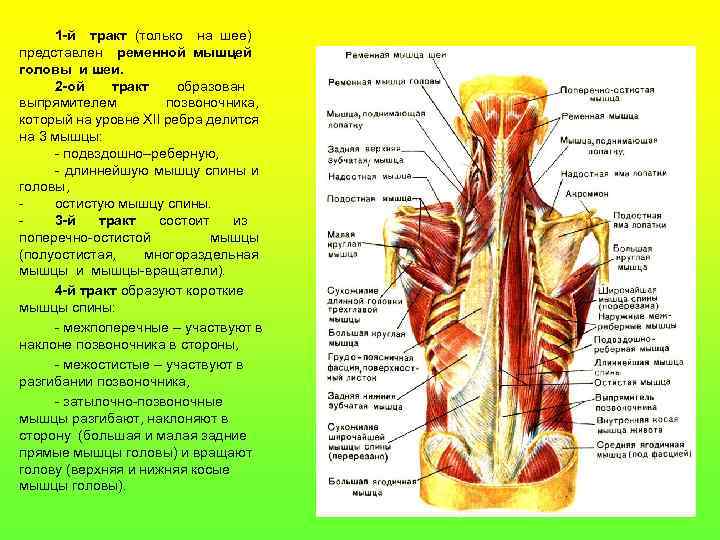 1 -й тракт (только на шее) представлен ременной мышцей головы и шеи. 2 -ой