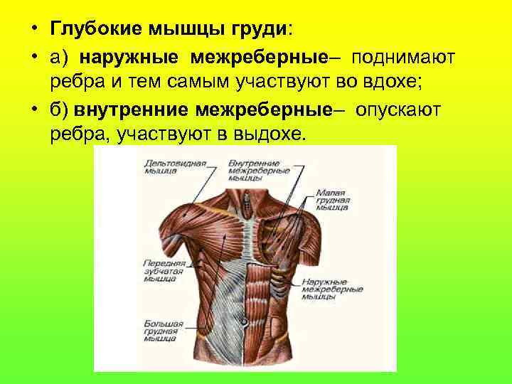  • Глубокие мышцы груди: • а) наружные межреберные– поднимают ребра и тем самым