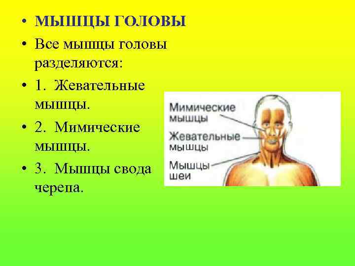 Голова шея туловище. Группа мышц головы конечностей туловища. Мышцы свода черепа. Мышцы головы шеи туловища конечностей.