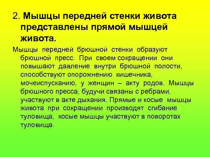 2. Мышцы передней стенки живота представлены прямой мышцей живота. Мышцы передней брюшной стенки образуют