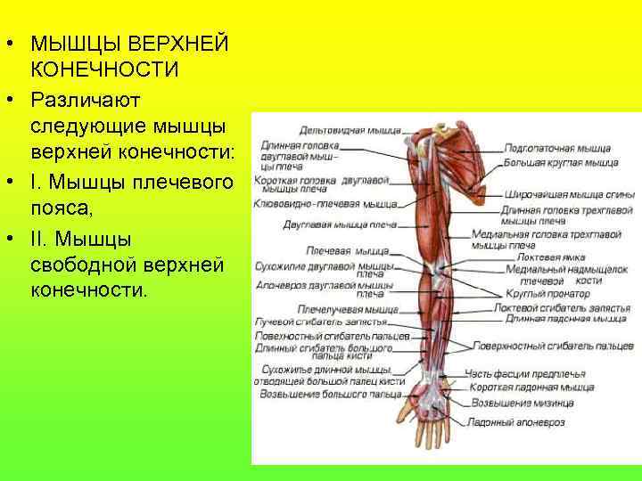  • МЫШЦЫ ВЕРХНЕЙ КОНЕЧНОСТИ • Различают следующие мышцы верхней конечности: • I. Мышцы