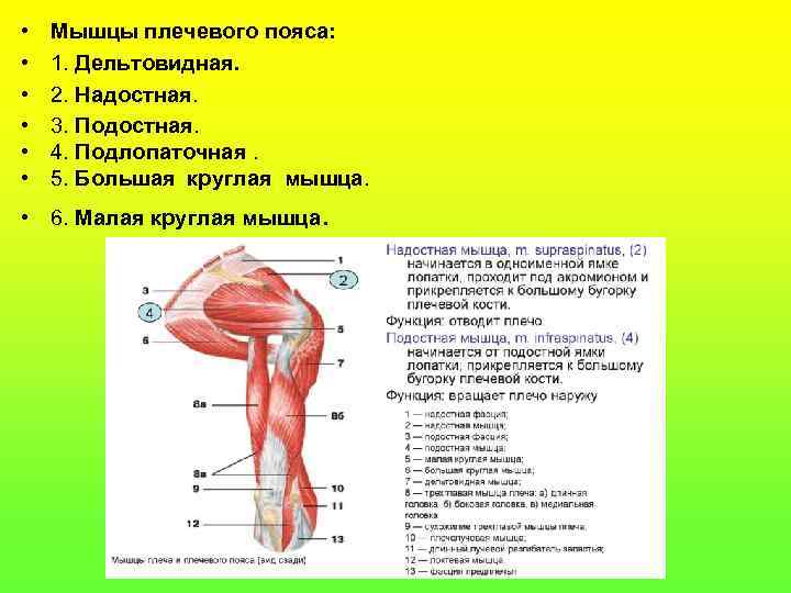  • • • Мышцы плечевого пояса: 1. Дельтовидная. 2. Надостная. 3. Подостная. 4.