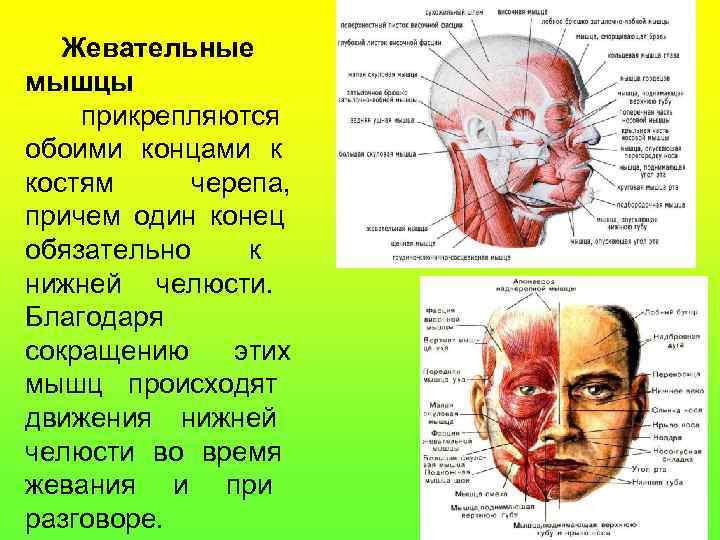 Жевательные мышцы прикрепляются обоими концами к костям черепа, причем один конец обязательно к нижней