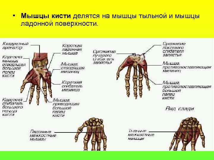  • Мышцы кисти делятся на мышцы тыльной и мышцы ладонной поверхности. 