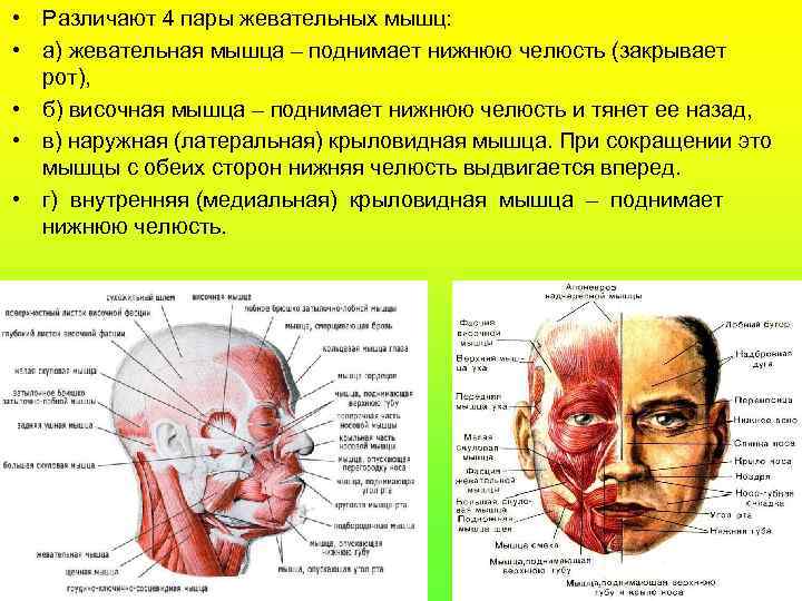  • Различают 4 пары жевательных мышц: • а) жевательная мышца – поднимает нижнюю