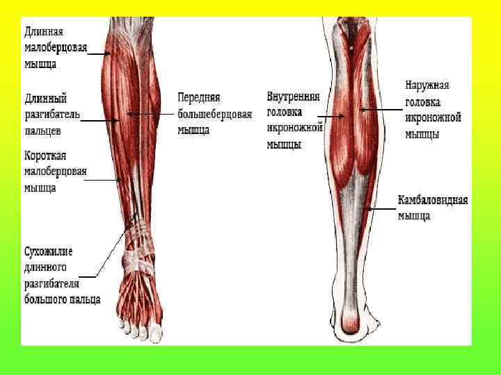 Сухожилия ноги человека в картинках