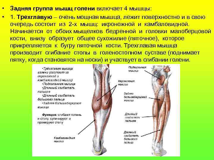  • Задняя группа мышц голени включает 4 мышцы: • 1. Трехглавую – очень