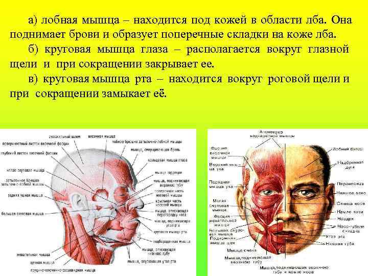 а) лобная мышца – находится под кожей в области лба. Она поднимает брови и