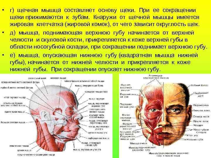  • г) щечная мышца составляет основу щеки. При ее сокращении щеки прижимаются к