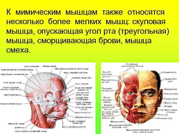 К мимическим мышцам также относятся несколько более мелких мышц: скуловая мышца, опускающая угол рта