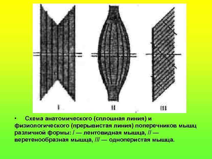  • Схема анатомического (сплошная линия) и физиологического (прерывистая линия) поперечников мышц различной формы: