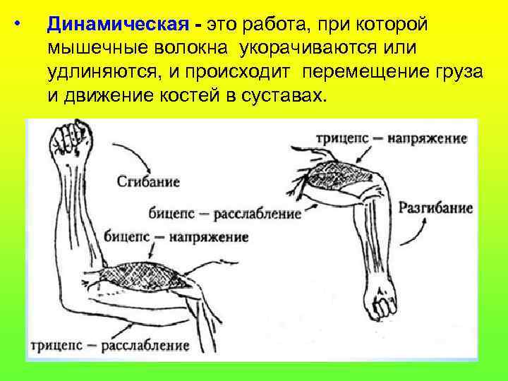  • Динамическая - это работа, при которой мышечные волокна укорачиваются или удлиняются, и