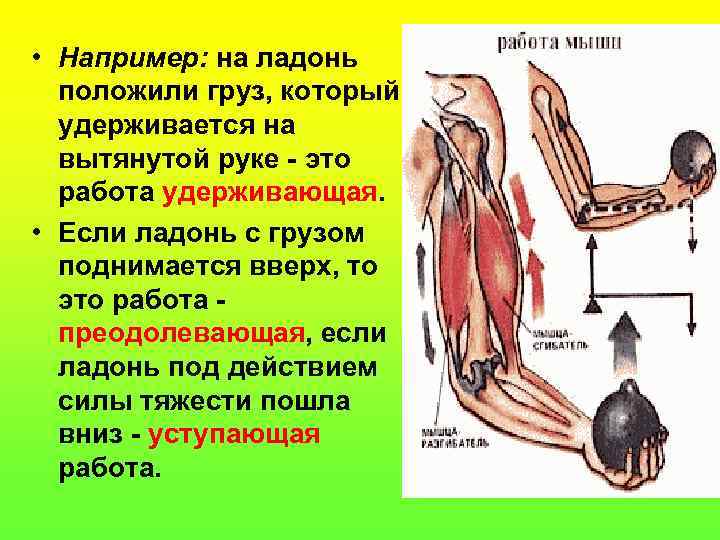  • Например: на ладонь положили груз, который удерживается на вытянутой руке - это