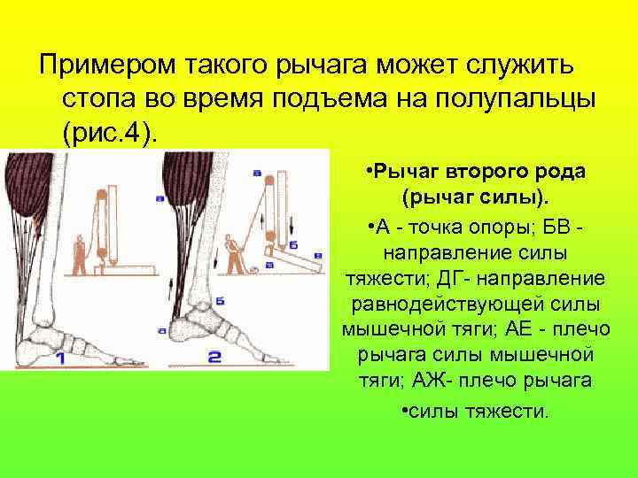 Примером такого рычага может служить стопа во время подъема на полупальцы (рис. 4). •