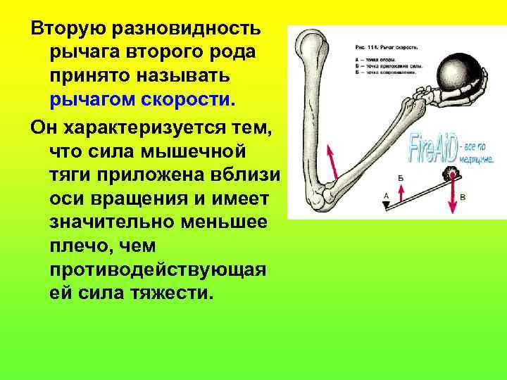 Вторую разновидность рычага второго рода принято называть рычагом скорости. Он характеризуется тем, что сила