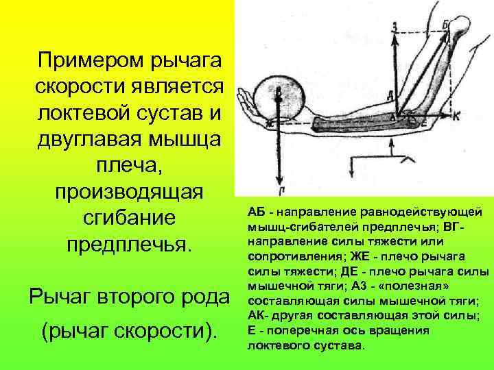 Примером рычага скорости является локтевой сустав и двуглавая мышца плеча, производящая сгибание предплечья. Рычаг