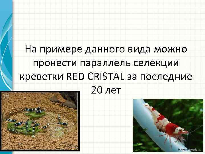 На примере данного вида можно провести параллель селекции креветки RED CRISTAL за последние 20