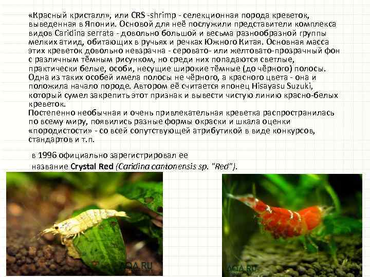 Какой тип питания характерен для японской креветки. Креветки описание. Селекция аквариумных креветок. Аквариумные креветки размер. Зеленая креветка аквариумная.