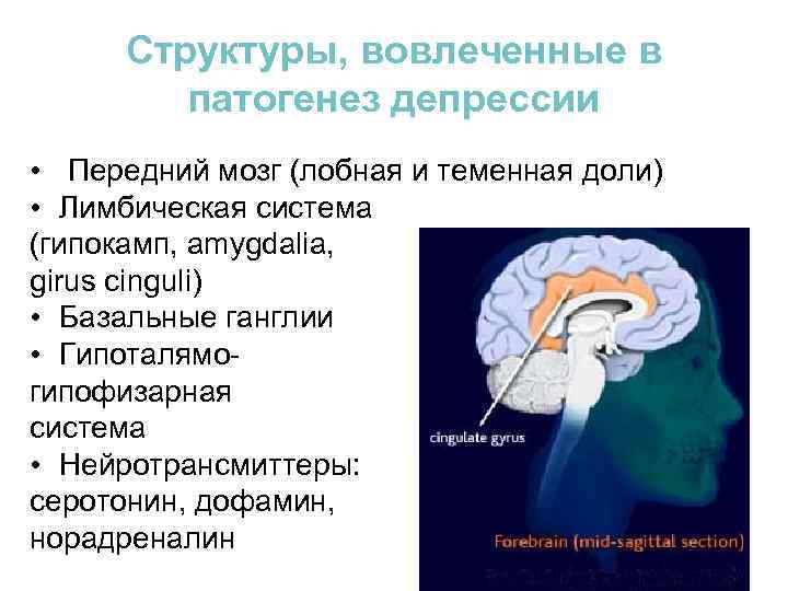 Структуры, вовлеченные в патогенез депрессии • Передний мозг (лобная и теменная доли) • Лимбическая