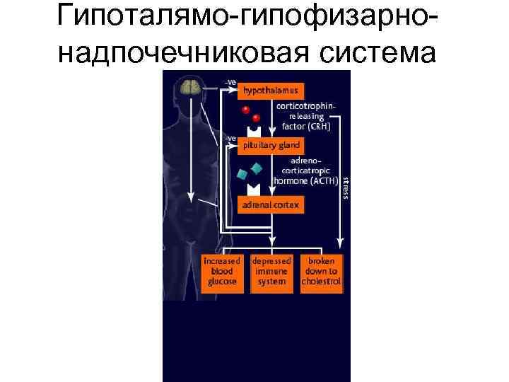 Гипоталямо-гипофизарнонадпочечниковая система 