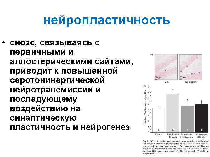 нейропластичность • сиозс, связываясь с первичными и аллостерическими сайтами, приводит к повышенной серотонинергической нейротрансмиссии