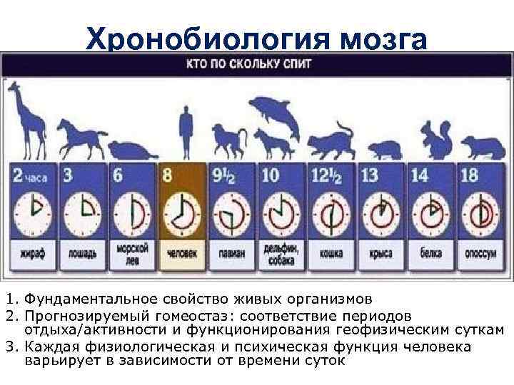 Хронобиология мозга 1. Фундаментальное свойство живых организмов 2. Прогнозируемый гомеостаз: соответствие периодов отдыха/активности и