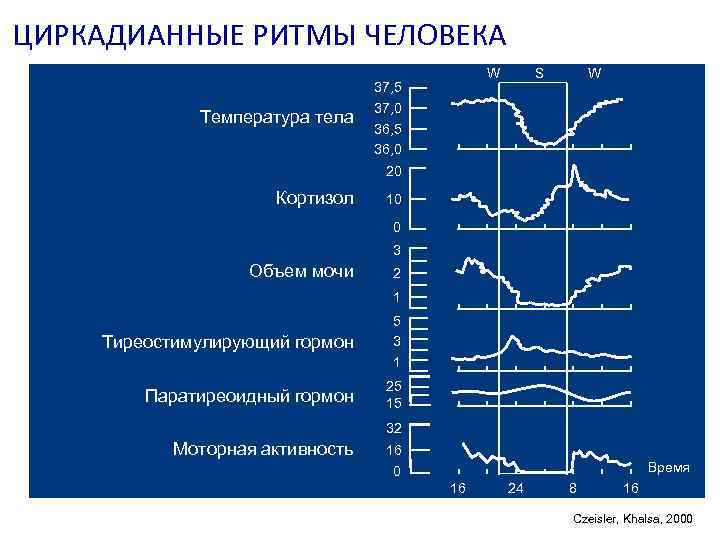 ЦИРКАДИАННЫЕ РИТМЫ ЧЕЛОВЕКА Температура тела W 37, 5 37, 0 S W 36, 5