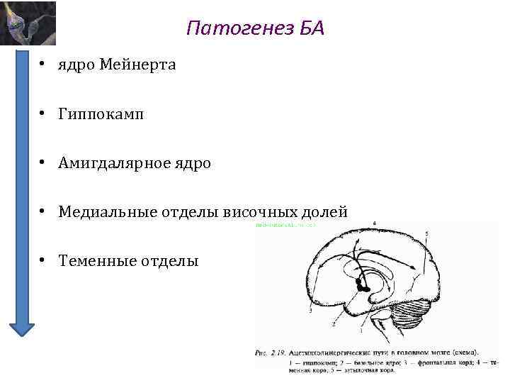 Патогенез БА • ядро Мейнерта • Гиппокамп • Амигдалярное ядро • Медиальные отделы височных