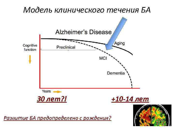 Модель клинического течения БА 30 лет? ! Развитие БА предопределено с рождения? +10 -14