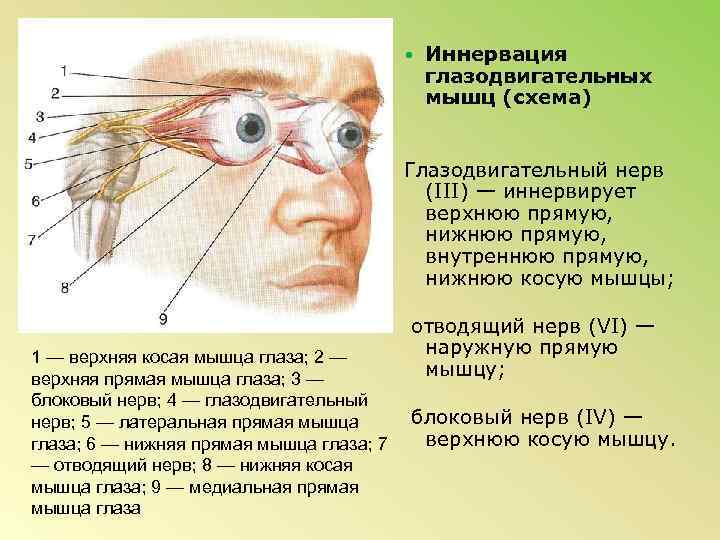 Глазодвигательный нерв мышцы. Глазодвигательный нерв движение глазного яблока. Мышцы глазного яблока иннервируют Черепные нервы. Иннервация глазодвигательных мышц схема. Глазодвигательный нерв иннервирует мышцу глазного яблока:.