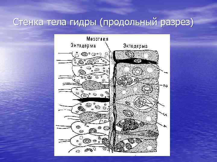 Стенка тела гидры рисунок