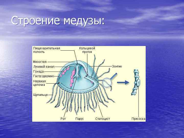 Строение медузы рисунок