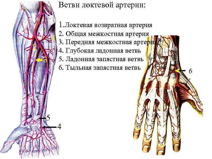 Артерии верхней конечности схема