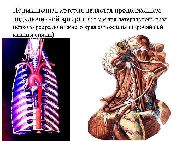 Рисунок названием артерий и костей к которым осуществляется прижатие артерии при кровотечении