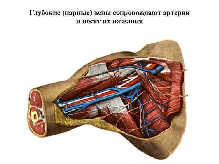 Артерии верхней конечности схема