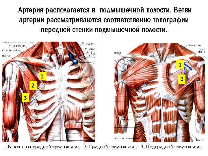 Ветви подмышечной артерии схема