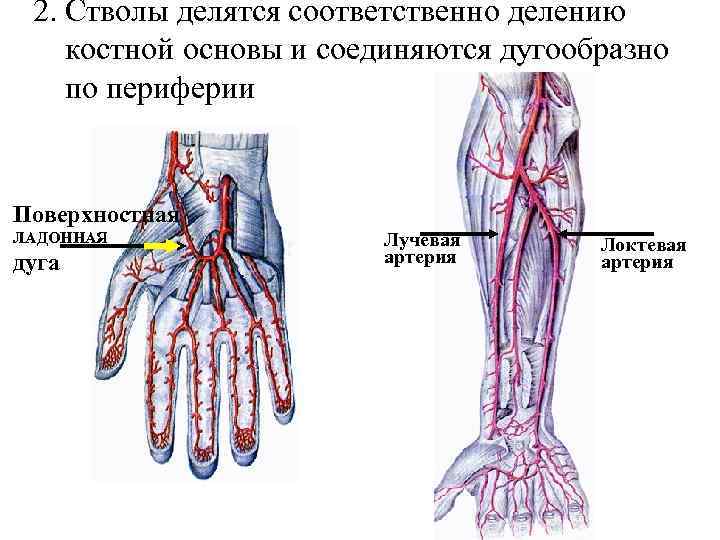 Поверхностная ладонная дуга схема