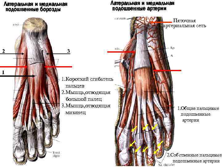 Локтевая артериальная сеть схема