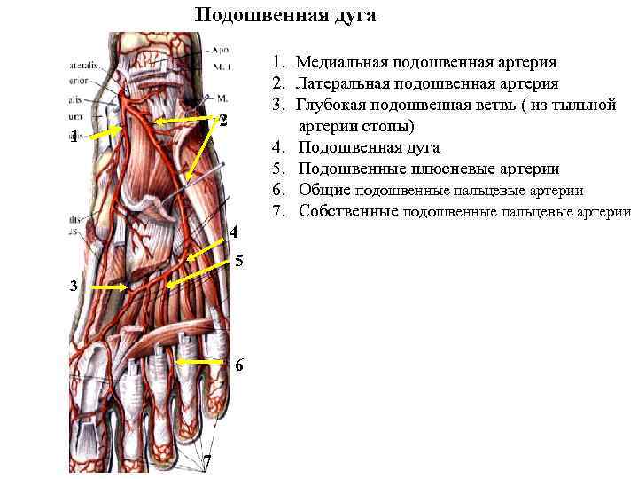 Подошвенная дуга 1. Медиальная подошвенная артерия 2. Латеральная подошвенная артерия 3. Глубокая подошвенная ветвь