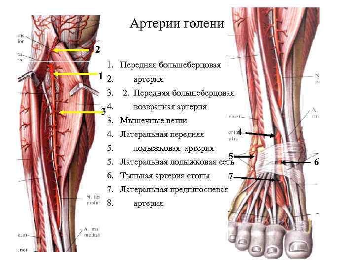 Артерии голени 2 1. Передняя большеберцовая 1 2. артерия 3. 2. Передняя большеберцовая 3