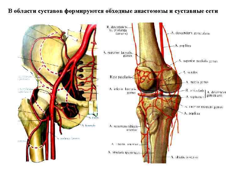 В области суставов формируются обходные анастомозы и суставные сети 