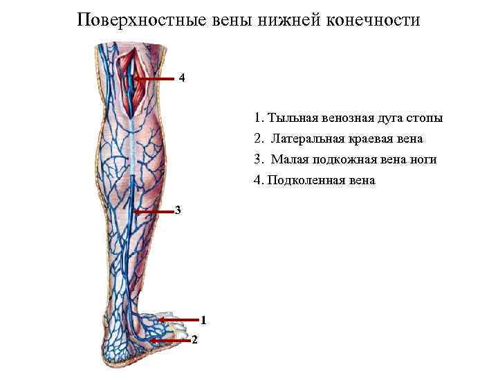 Вены и артерии человека фото