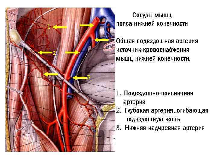 Сосуды мышц пояса нижней конечности 1 Общая подвздошная артерия источник кровоснабжения мышц нижней конечности.